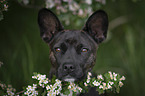 Basenji-French-Bulldog-Mongrel portrait