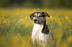Bracke-Mongrel portrait