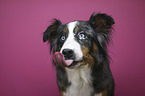 Australian-Shepherd-Bernese-Mountain-Dog-Mongrel portrait