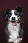Australian-Shepherd-Bernese-Mountain-Dog-Mongrel portrait