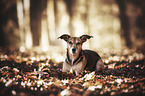 lying Terrier-Mongrel