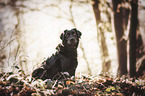 sitting Labrador-Retriever-Border-Collie-Mongrel