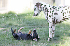 Dachshund-Mongrel Puppy with Dalmatian