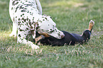 Dachshund-Mongrel Puppy with Dalmatian