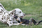 Dachshund-Mongrel Puppy with Dalmatian