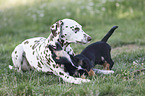 Dachshund-Mongrel Puppy with Dalmatian