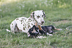 Dachshund-Mongrel Puppy with Dalmatian