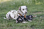 Dachshund-Mongrel Puppy with Dalmatian
