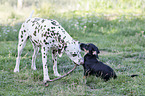 Dachshund-Mongrel Puppy with Dalmatian
