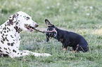 Dachshund-Mongrel Puppy with Dalmatian