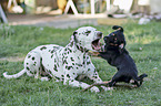 Dachshund-Mongrel Puppy with Dalmatian