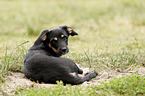 lying Dachshund-Mongrel Puppy