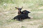 Dachshund-Mongrel Puppy with Rabbit Dachshund Puppy