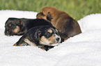 lying Dachshund-Mongrel Puppies