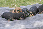 lying Dachshund-Mongrel Puppies