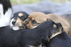 lying Dachshund-Mongrel Puppies