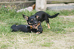 Dachshund-Mongrel Puppy with Rabbit Dachshund Puppy