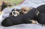 lying Dachshund-Mongrel Puppies