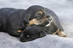 lying Dachshund-Mongrel Puppies