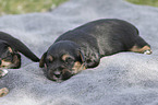 lying Dachshund-Mongrel Puppies