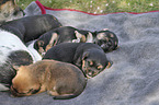 lying Dachshund-Mongrel Puppies