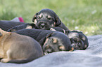 lying Dachshund-Mongrel Puppies