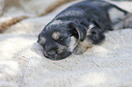 lying Dachshund-Mongrel Puppy