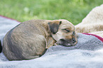 lying Dachshund-Mongrel Puppy