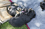 lying Dachshund-Mongrel Puppies