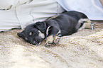 lying Dachshund-Mongrel Puppy