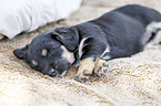 lying Dachshund-Mongrel Puppy