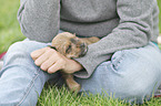 human with Dachshund-Mongrel Puppy