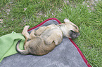 lying Dachshund-Mongrel Puppy