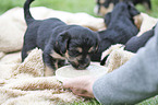 human with Dachshund-Mongrel Puppies