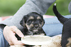 human with Dachshund-Mongrel Puppies