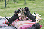 playing Dachshund-Mongrel Puppies