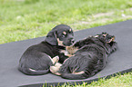 lying Dachshund-Mongrel Puppies