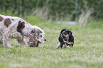Dachshund-Mongrel Puppies and English Cocker Spaniel