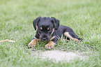 lying Dachshund-Mongrel Puppy