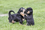 playing Dachshund-Mongrel Puppies