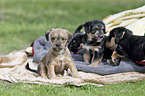 Dachshund-Mongrel Puppies