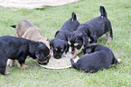 Dachshund-Mongrel Puppies