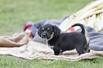 standing Dachshund-Mongrel Puppy
