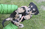 human with Dachshund-Mongrel Puppy