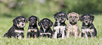 sitting Dachshund-Mongrel Puppies