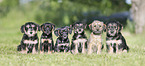 sitting Dachshund-Mongrel Puppies