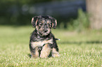 walking Dachshund-Mongrel Puppy