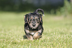 walking Dachshund-Mongrel Puppy