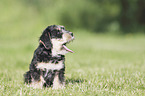 sitting Dachshund-Mongrel Puppy