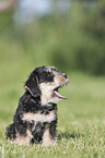sitting Dachshund-Mongrel Puppy
